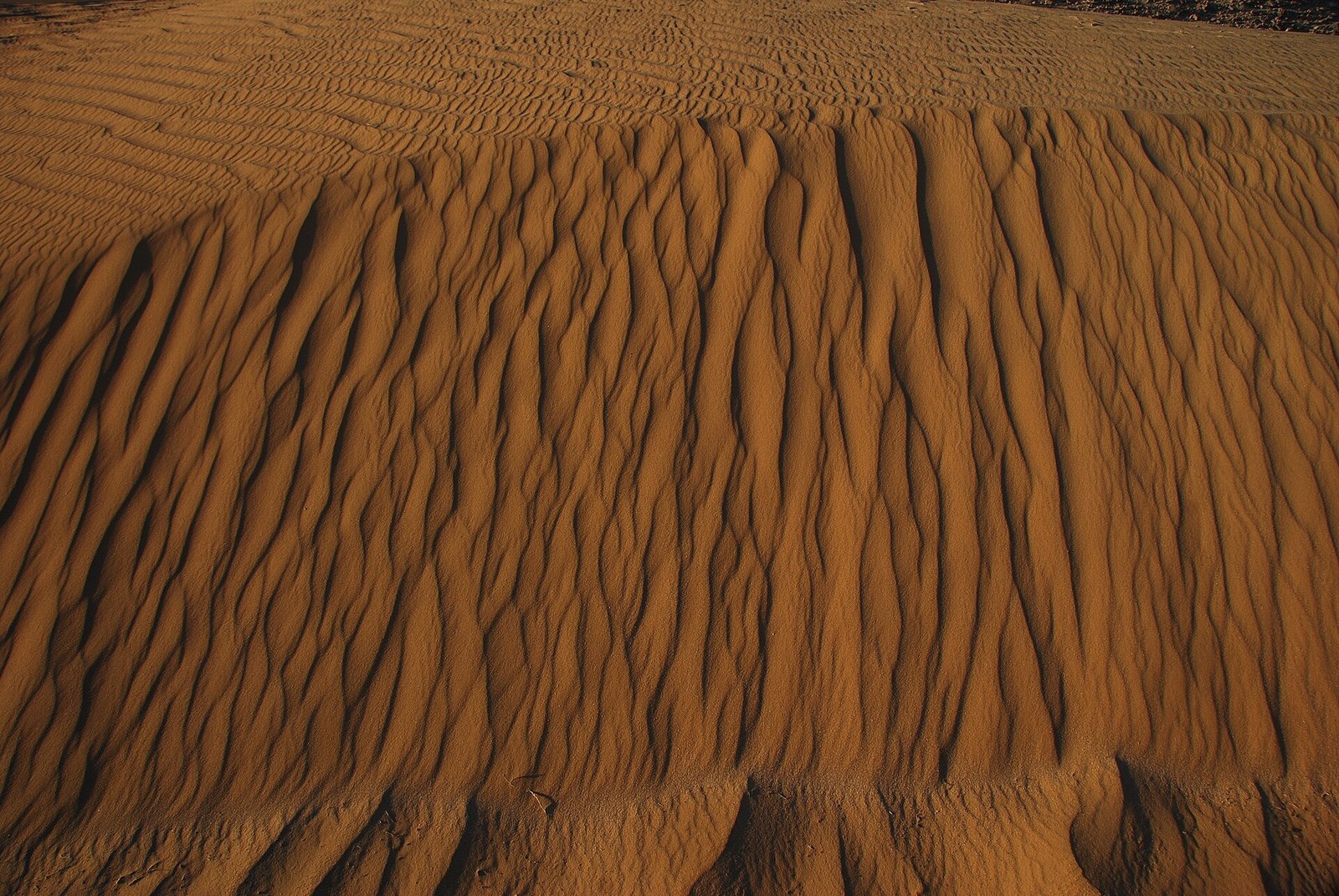 Dune Adventure Tours — image 1
